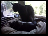 Artemis and Calypso15