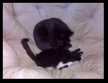 Artemis and Calypso22