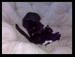 Artemis and Calypso23