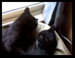 Artemis and Calypso41