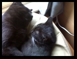 Artemis and Calypso42