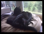 Artemis and Calypso49