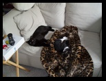 Artemis and Calypso7