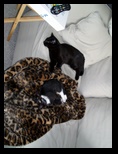 Artemis and Calypso8