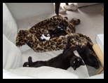 Artemis and Calypso9