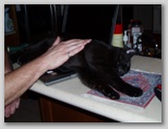 Artemis the terror 139