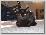 Artemis the terror 24