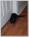 Artemis the terror 48