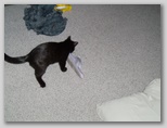 Artemis the terror 68