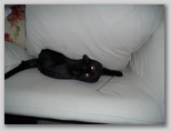 Artemis the terror 95