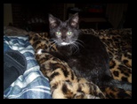 Calypso the Nymph8